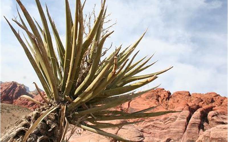 Desert Plants In Las Vegas