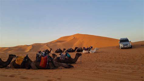 Desert Dreams