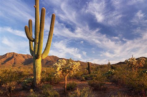 Desert Landscape Cactus