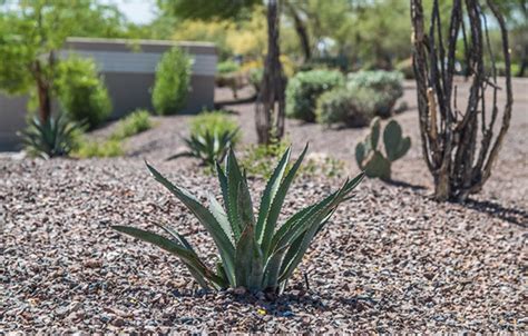 Desert Landscape Maintenance