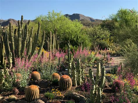 Desert Landscape Plants Az