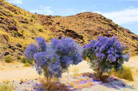 Desert Landscape Shrubs