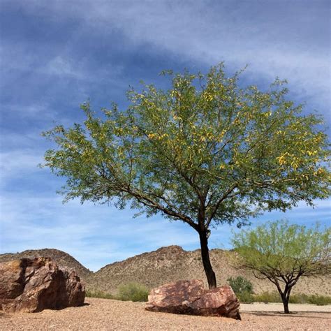 Desert Landscape Trees