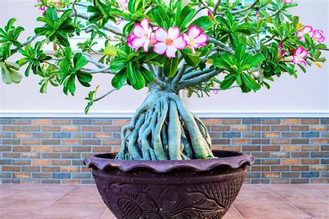 Desert Rose Bonsai
