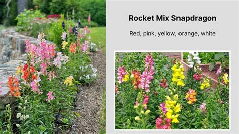 Design Ideas with Snapdragon Rocket Mix