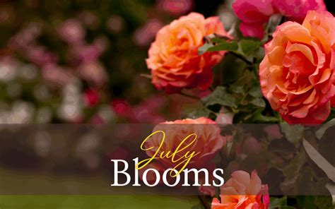 Designing with July Blooms