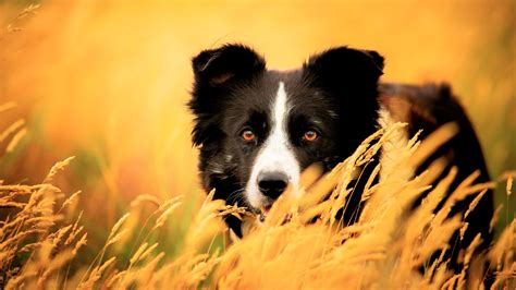 Border Collie Wallpapers Wallpaper Cave