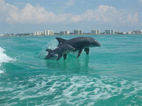 Destin Florida dolphins