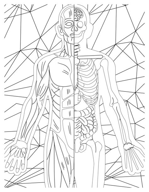 Detailed Anatomy Lab Coloring Sheets