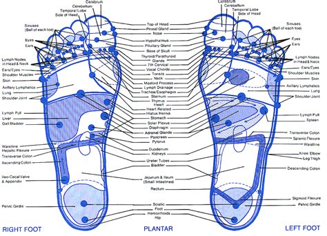Detailed Foot Reflexology Chart