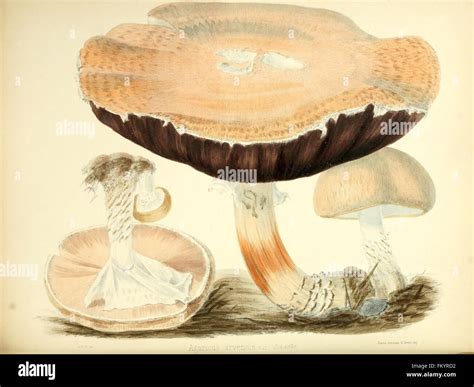 Detailed Mycology Illustrations