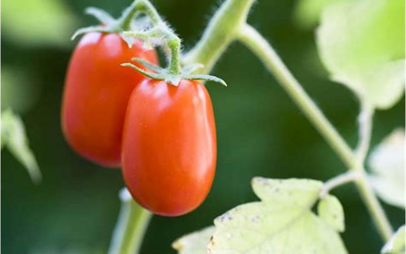 types of tomato plants