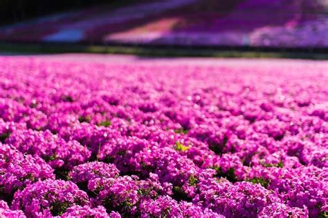 Determining Tour Value