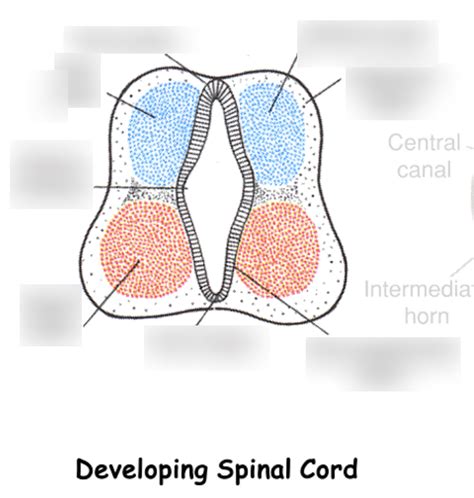 Developing spinal cord