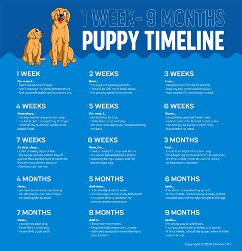 Developmental Milestones for Puppies