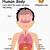Diagram Of Human Body For Kids