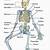 Diagram Of The Human Body Bones