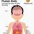 Diagram Of The Human Body For Kids