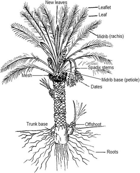 Understanding the Intricacies of Palm Tree Root System: A Detailed