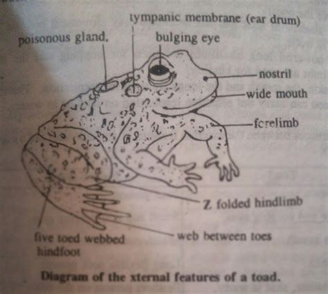 Diagram Of A Toad