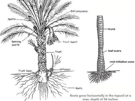 Understanding the Intricacies of Palm Tree Root System: A Detailed