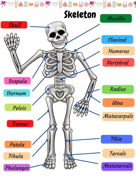 Diagram Of The Skeletal System: Learn About The Human Skeleton