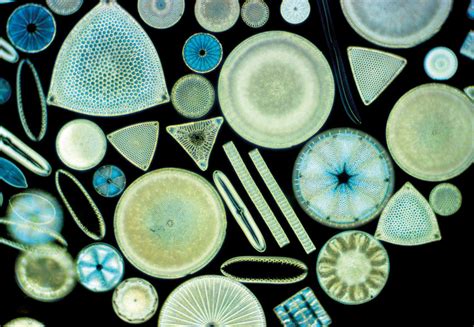 Diatom