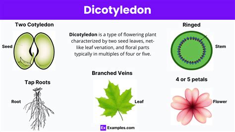 Dicot Flowers