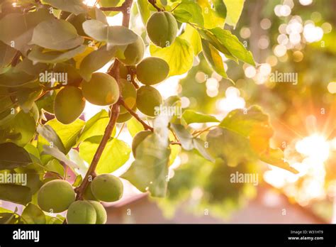 Die Früchte der Entwicklung