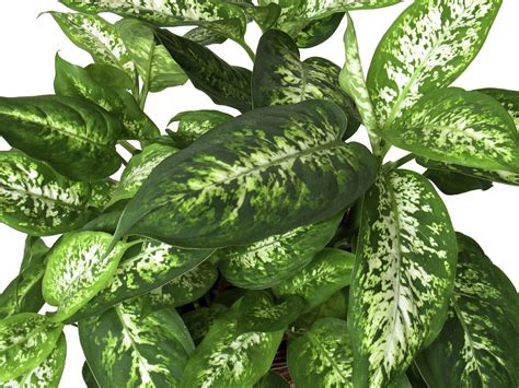 Charming Dieffenbachia is Poisonous to Pets Including Dogs and Cats