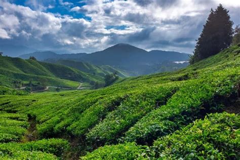 Dieng Tea Plantation