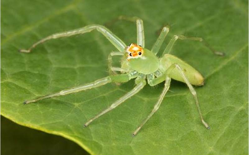 Diet Of Magnolia Green Jumping Spider