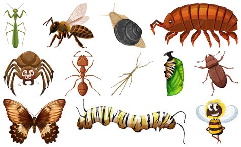 Diferentes tipos de insectos
