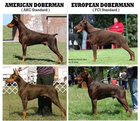 Difference Between European And American Doberman