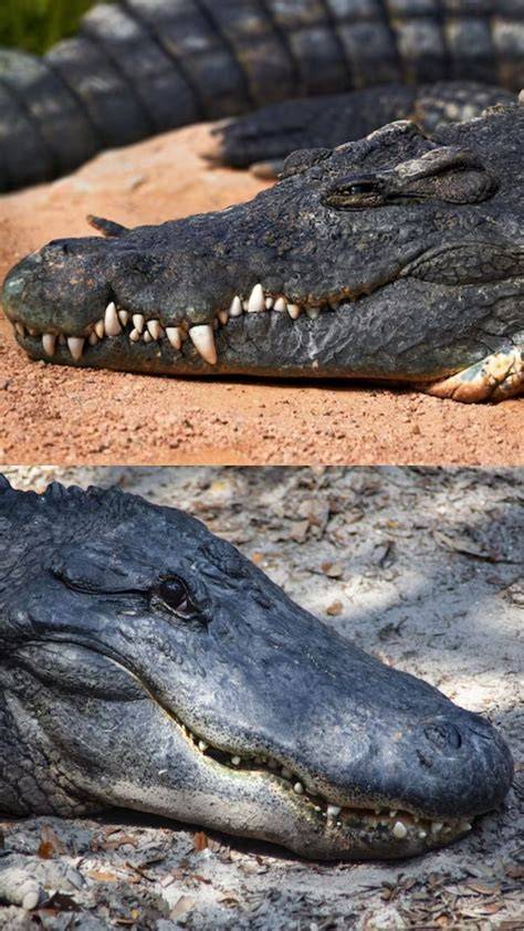 Unraveling the Mystery: The Distinctive Contrast of Alligator vs. Crocodile Skin
