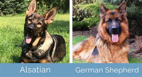 Difference Between Alsatian Dog And German Shepherd