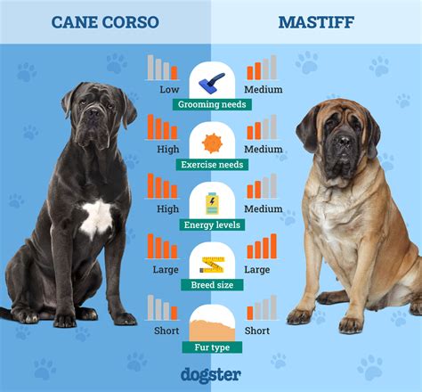 CANE CORSO OR NEAPOLITAN MASTIFF! Whats The Difference? YouTube