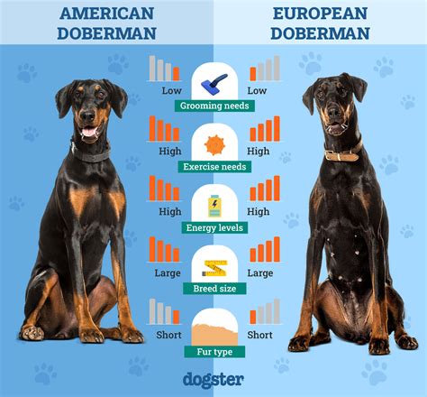 American vs. European Doberman An InDepth Comparison