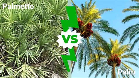 Palmetto Tree vs. Palm Tree: Comparing the Iconic Trees of the South