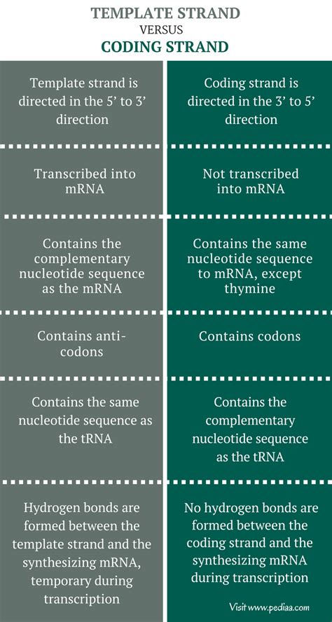 Difference Between Template And Coding Strand