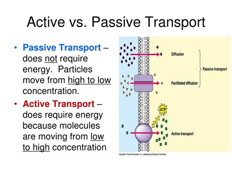 Difference between Active and Passive Transport – Bio Differences