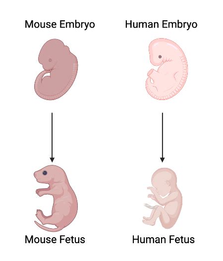 Differences Between Human and Animal Embryos