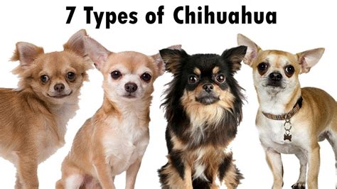 6+ Different Types of Chihuahuas Dog Mixes Breeds with Pictures