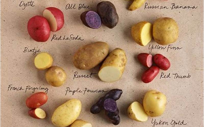 Different Potato Varieties