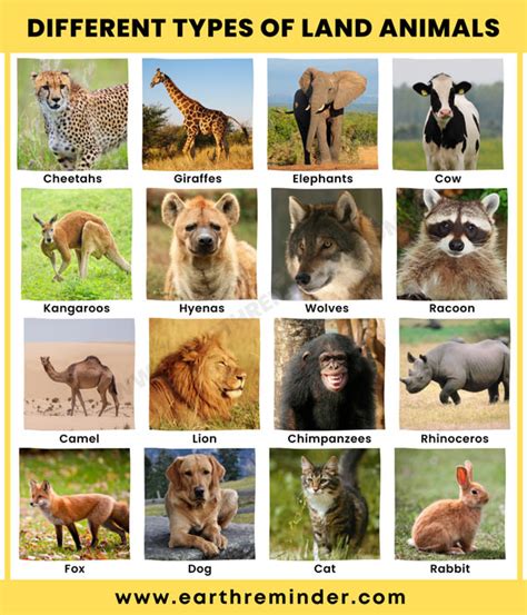 Different Animals