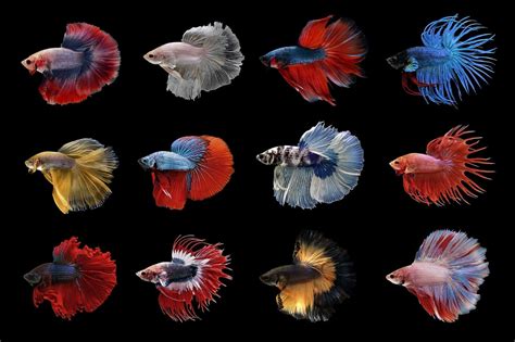 Different Color Betta Fish