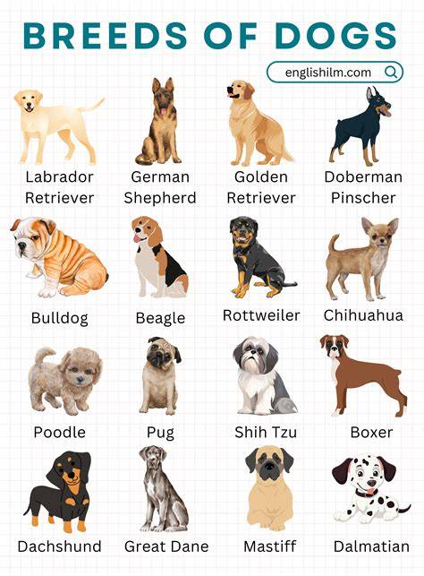 Different Dog Breeds Facts