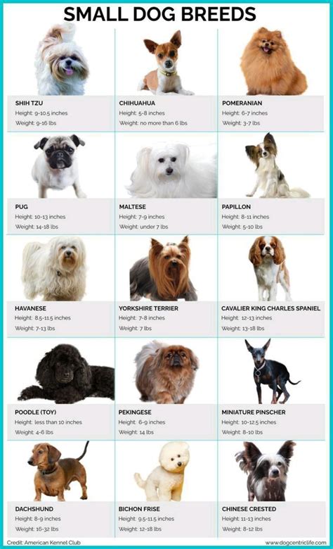 Different Dog Breeds Small To Medium