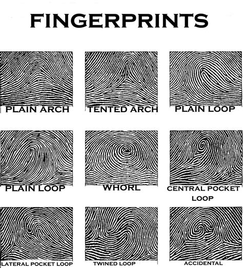 Different Fingerprint Patterns