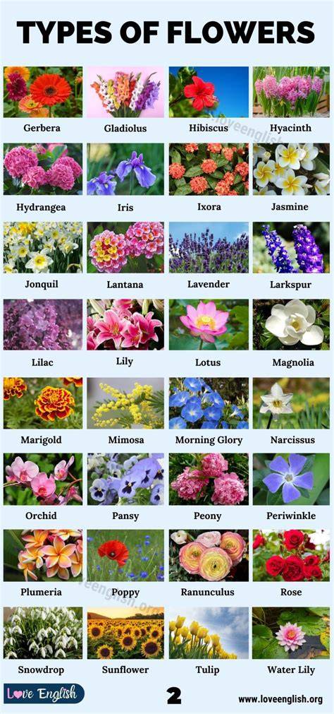 Different Flower Varieties
